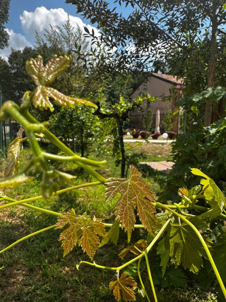 Giovani foglie di vite in primo piano in un vigneto.